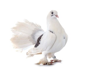 English Fantail in studio