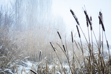 Snowfall in the reeds of lake Neusiedlersee in Burgenland