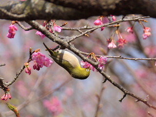 河津桜とメジロ
