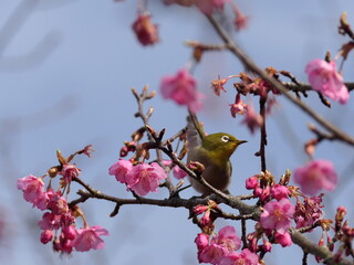 河津桜とメジロ
