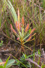 Naklejka na ściany i meble Nice plant of Drosera chrysolepis, a stemforming Sundew, in the Serra do Cipo Nationalpark in Minas Gerais, Brazil, view from the site