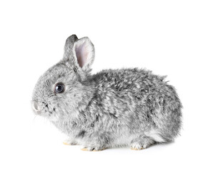 Cute fluffy rabbit on white background