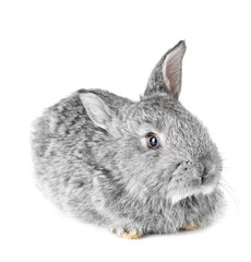 Cute fluffy rabbit on white background
