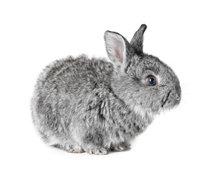 Cute fluffy rabbit on white background