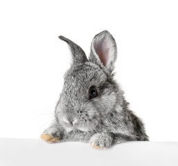 Cute fluffy rabbit with blank poster on white background