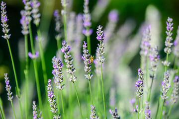 Many small blue lavender flowers in a sunny summer day in Scotland, United Kingdom, with selective focus, beautiful outdoor floral background.