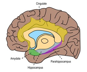 The human's brain anatomy shown the limbic systen.
