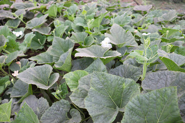 bottle guard leaf closeup on farm