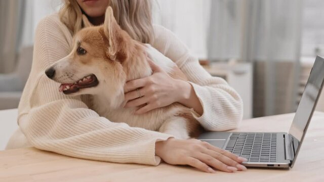 Medium close-up of cute Pembroke Welsh Corgi sitting in arms of unrecognizable cropped owner by desk with laptop computer standing on it