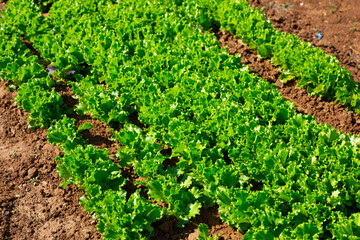 Fototapeta na wymiar Green lettuce plants carefully growing in the garden