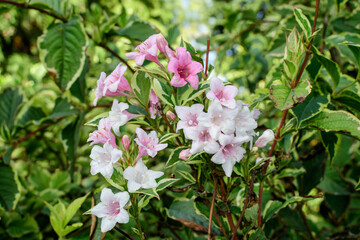 Many light pink flowers of Weigela florida plant with flowers in full bloom in a garden in a sunny spring day, beautiful outdoor floral background photographed with soft focus.