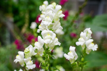 Many white dragon flowers or snapdragons or Antirrhinum in a sunny spring garden, beautiful outdoor floral background photographed with soft focus.
