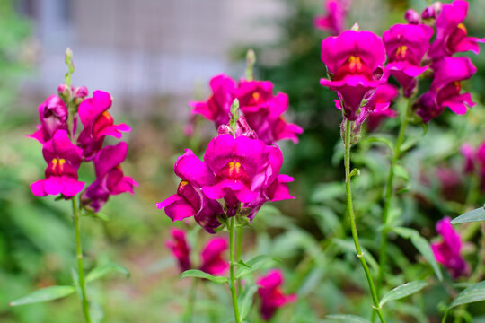 Many pink magenta dragon flowers or snapdragons or Antirrhinum in a sunny spring garden, beautiful outdoor floral background photographed with soft focus.