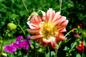Close up of one beautiful large vivid orange and white dahlia flower in full bloom on blurred green background, photographed with soft focus in a garden in a sunny summer day.