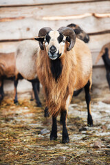 Beautiful ram with horns on the background of a wooden farm fence.	