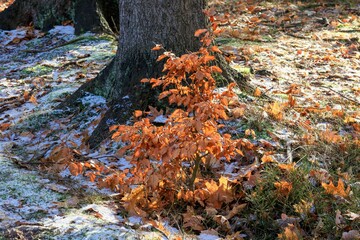 small sapling in the winter forest