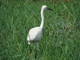 snowy egret in the grass