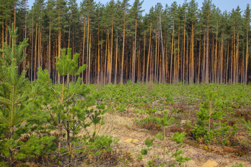 Young trees grow on the site of a cut forest. Reforestation after felling. Forestry management.