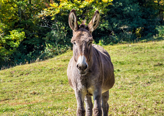 French countryside. Donkey on a field near Leoncel in the landscape of the Vercors, Drome, France