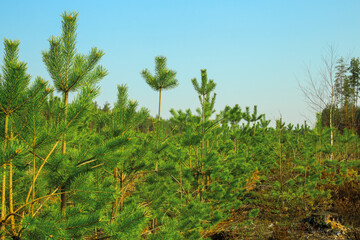 Young trees grow on the site of a cut forest. Reforestation after felling. Forestry management.