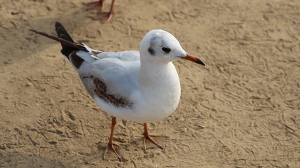 A white migratory bird is walking on the sandy ground.