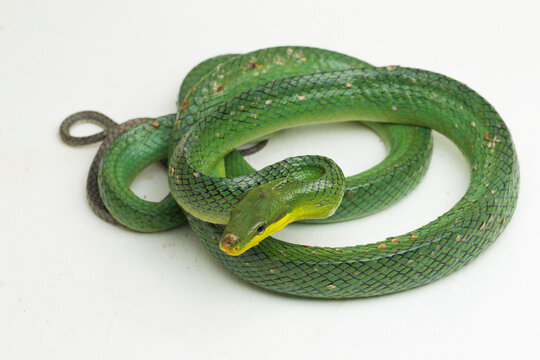 Gonyosoma oxycephalum, the arboreal ratsnake, the red-tailed green ratsnake, and the red-tailed racer, isolated on white background.
