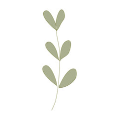 plant isolated on white