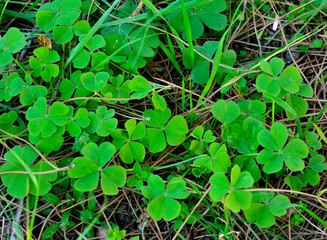Green colored plants. Can bu used as background. Lokks like heart shape.