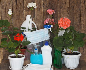 Coronovirus, quarantine, isolation. Stay at home, disinfect and engage in flower growing. Give joy to loved ones. Blossoming geranium with disinfectants on a wooden background.