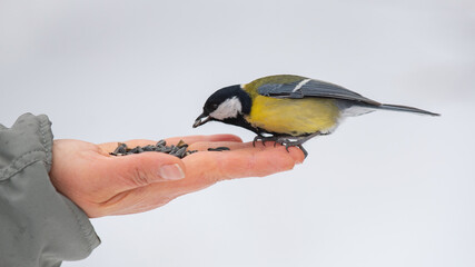 Close-up side view of a yellow great tit Parus major cute bird on a men's hand. Winter and wildlife care, trust concept