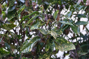 Leaves turning green in spring