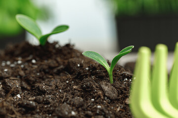 Small sprout of a growing plant in soil close up