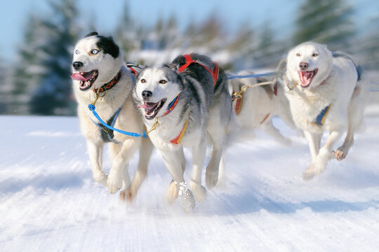 Sledge dogs in speed racing