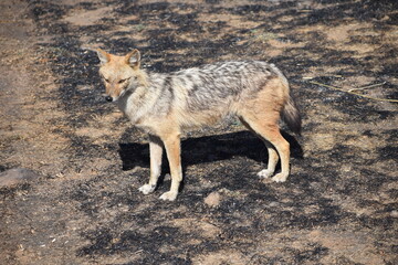 An Indian  jackal fox in forest.