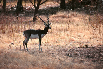 deer in the wildlife sancturay.