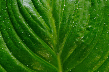 Green open leaf close up tropical nature