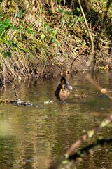 view of savage ducks in a river