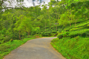 Fototapeta na wymiar Tea garden in Darjeeling district in India.