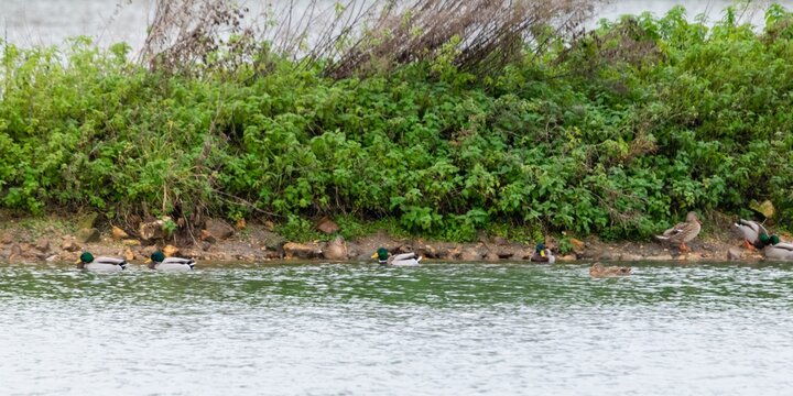 view of savage ducks on a lake