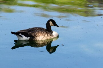 view of savage ducks on a lake