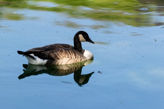 view of savage ducks on a lake
