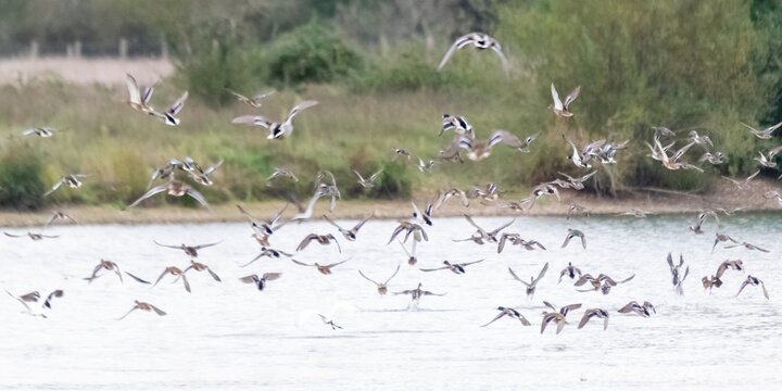 view of savage ducks on a lake