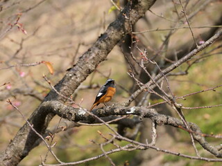 桜の木にとまるジョウビタキ
