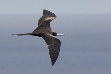 Female Great Frigatebird (fregata minor) flying - San Cristobal Island, Galapagos