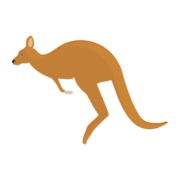 Kangaroo animal zoo