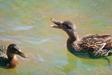 Matured mallard ducklings with their mother-duck swim in the water of the lake. The mother duck gives alarm signals. Wild birds.