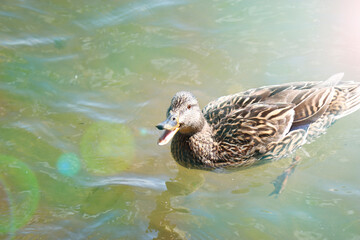 The mother duck send alarm signals to her chicks. Wild birds.