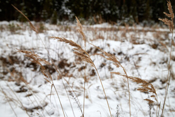 Ears of dry grass and forest with snow background in a winter day