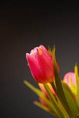 A bouquet of red yellow and rose tulips photographed on dark black background