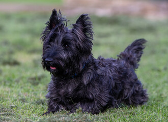 Scottie Dog